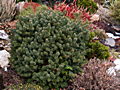 Abies balsamea Piccolo IMG_4850 Jodła balsamiczna